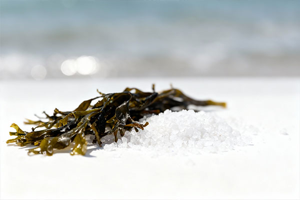 ترکیبات طبیعی جلبک و نمک دریایی در شامپو بدن آی پلاس